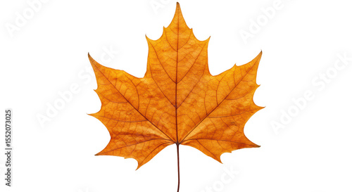 Wallpaper Mural Perfectly preserved dried autumn maple leaf, golden-brown and vibrant orange hues, intricate veins, natural textures, on transparent background with soft shadow, top-down studio macro shot, Torontodigital.ca