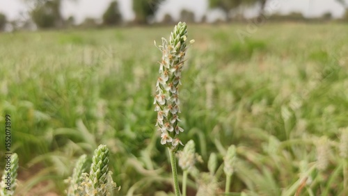 Flowering Isabgol (Plantago Ovata)  crop field, Isabgol flowers