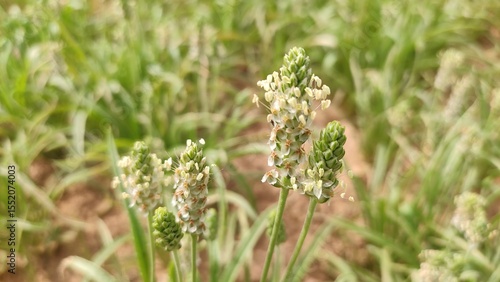 Flowering Isabgol (Plantago Ovata)  crop field, Isabgol flowers