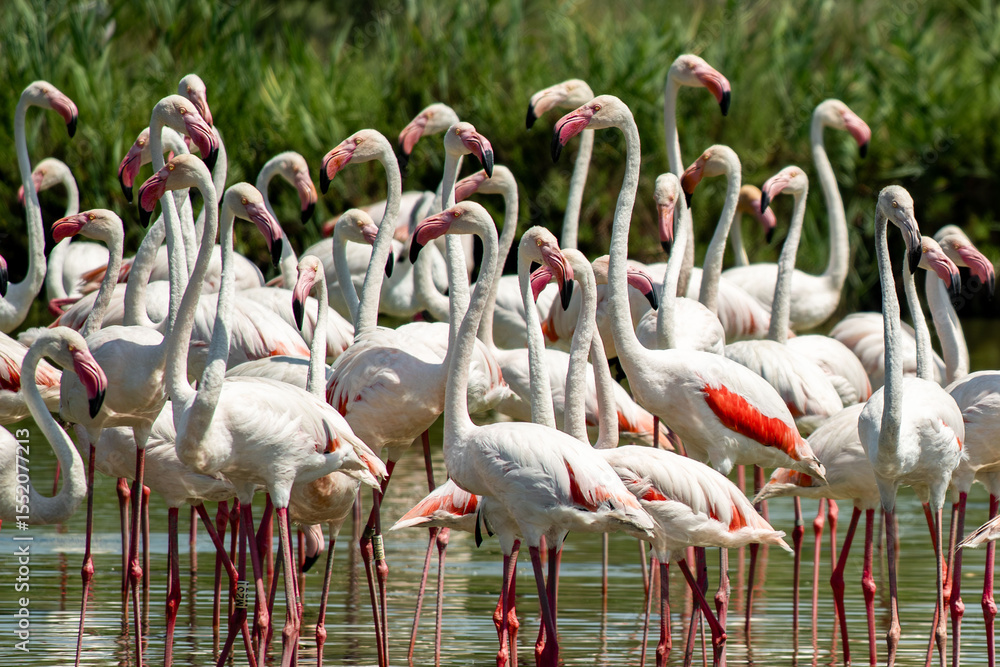 Naklejka premium provenza 