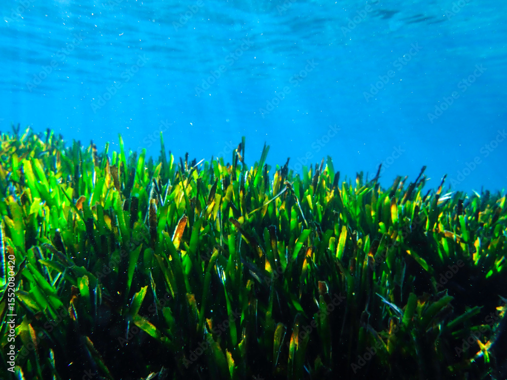 Obraz premium Ocean blue underwater with sunrays, Underwater Sea Deep Water Abstract Sunshine, sea wave , clean waters in summer time, Natural underwater seascape, sand on ocean floor and water surface with sunligh