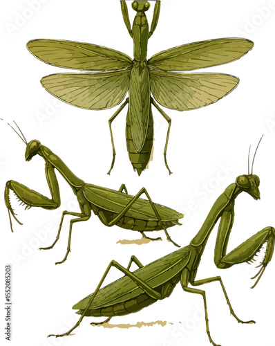 Mantis religiosa
