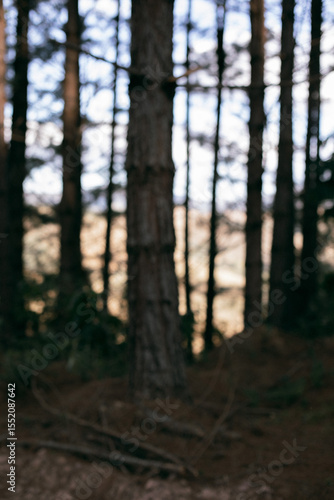 Forest, Woods. Blurred image