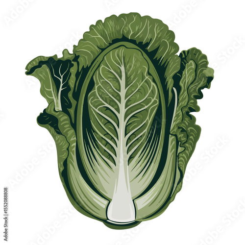 Fresh, organic green head of cabbage isolated on a white background, perfect for a healthy vegetarian salad