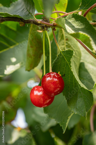 fresh and juicy red cherries on a cherry tree branch