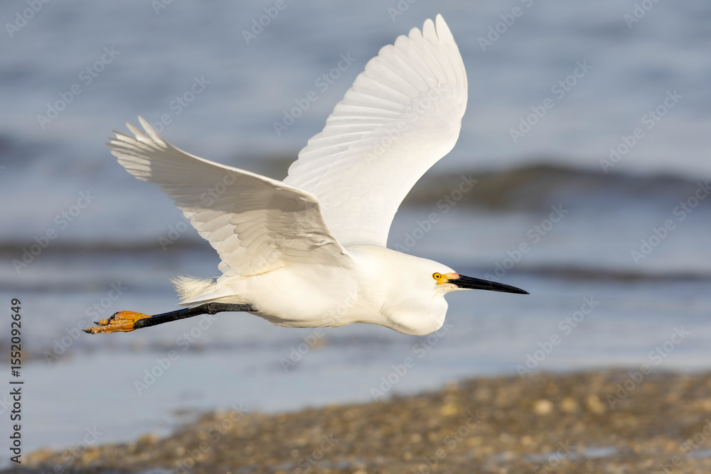 Fototapeta premium A snowy egret (Egretta thula) in flight.