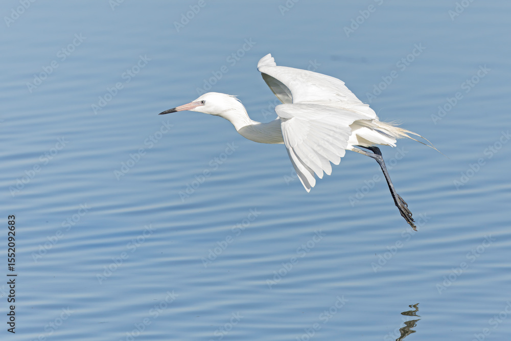 Fototapeta premium A white morph reddish egret (Egretta rufescens) in flight.