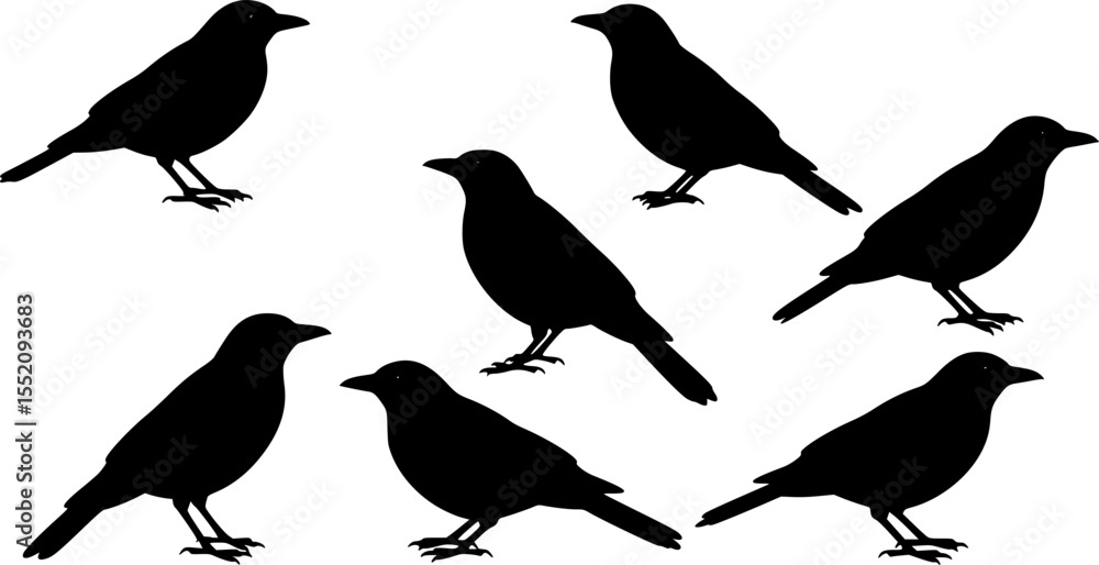 Fototapeta premium set of blackbird , vector illustration, flat style, side 