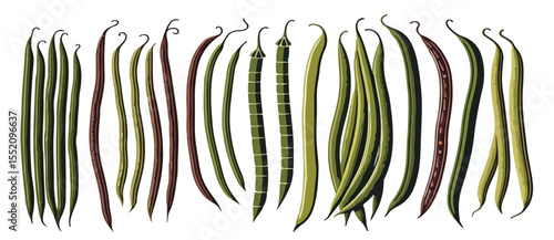 Vector set of fresh long beans