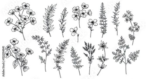 Botanical line art of various wildflowers and herbs for creative designs vector illustration