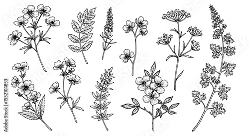 Elegant botanical illustrations of various flowers and leaves for design and decoration vector illustration