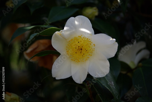Paeonia officinalis alba au printemps