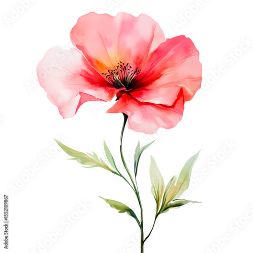 Watercolor Poppy Flower Elegant Floral Art Print  Botanical Illustration isolated on transparent background