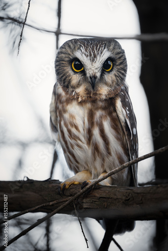 A Northern Saw-whet Owl (Aegolius acadicus) sits alert at dusk with wide, piercing yellow eyes, ready to begin its nocturnal hunt.