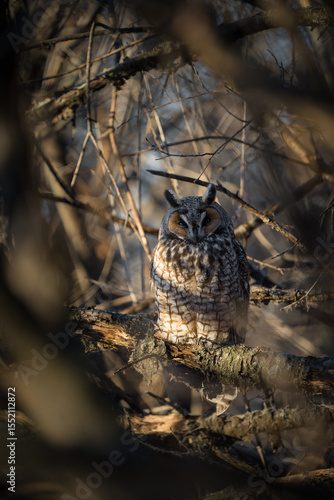 A long-eared owl roosts deep in the forest as the morning sun filters through the trees.