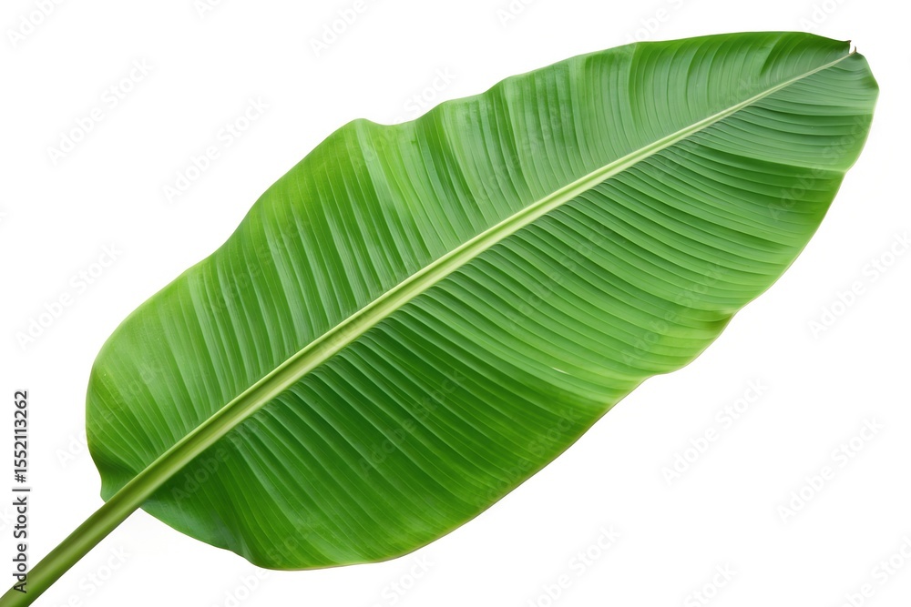 banana leaf isolated on white banana leaf isolated on white