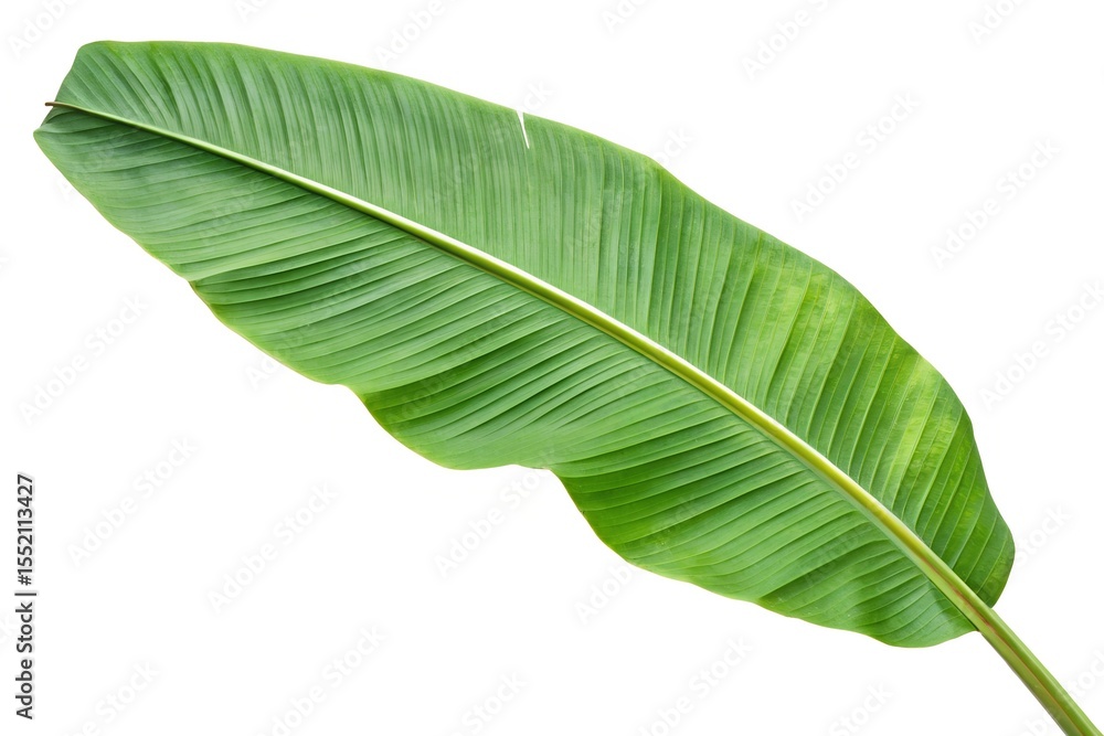 banana leaf isolated banana leaf isolated