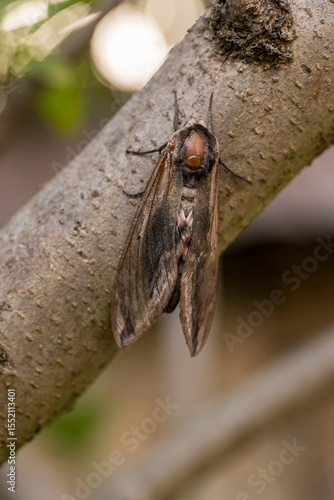 A beautiful moth rests peacefully on a sturdy tree branch in its vibrant and natural wild habitat