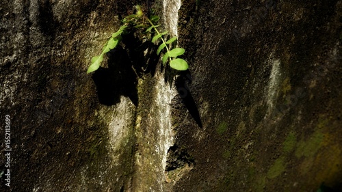 Konstfotografi long natural background, The image captures the concept of resilience and persistence of nature in challenging environments
