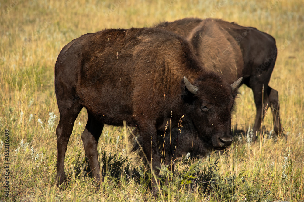 baby buffalo in herd at Custer State Park baby buffalo in herd at Custer State Park