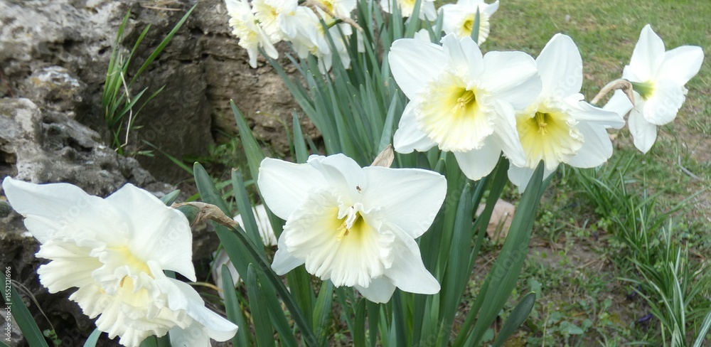 Obraz premium Spring flowering in the garden. All flowers. Colorful landscape
