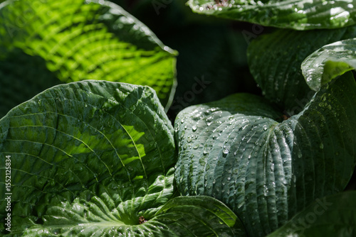 Up close raindrops on rich, deep green hosta leaves with dramatic lighting and sunlight, Wisconsin, United States