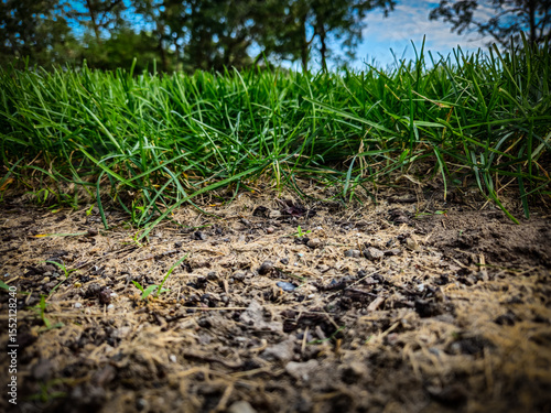 Obraz na plátně sod showing signs of establishment weeks after install, contrasted with bare sandy soil where none was placed