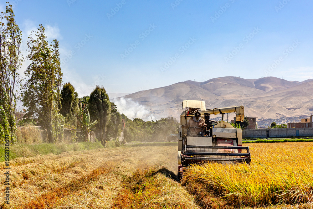 Naklejka premium Rice harvesting machine working in the field