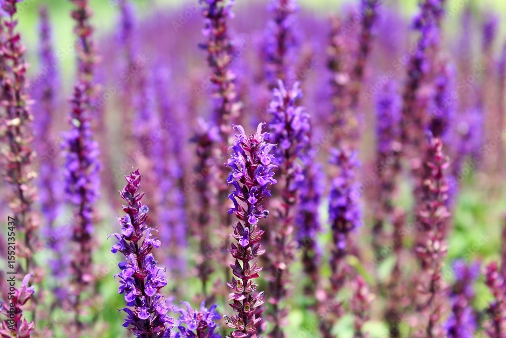 Naklejka premium lavender field in provence france