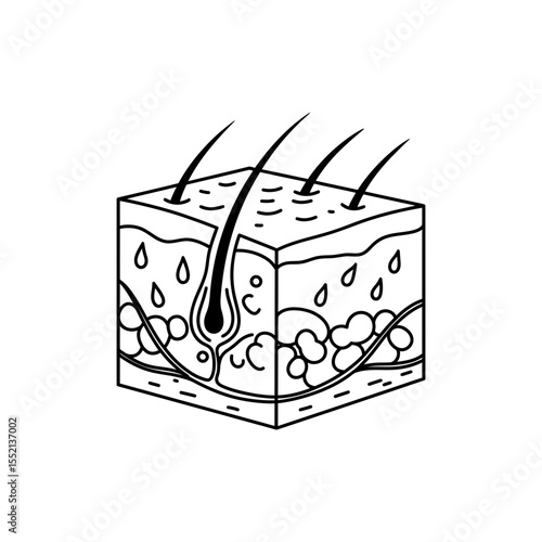 Cross-sectioned black line icon of human skin layers with epidermis dermis and subcutaneous fat