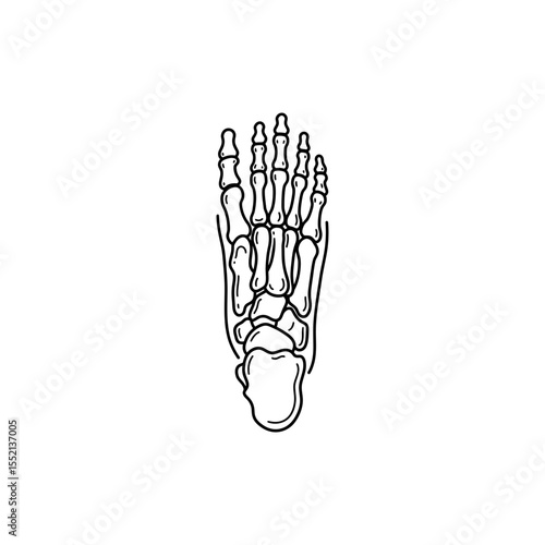 Top view black line icon of human foot bones showing heel midfoot and toes