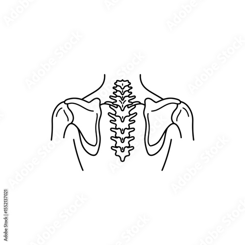 Black line icon of clavicle and scapula bones in upper torso layout showing shoulder structure