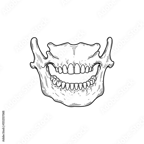 Outlined Black Line Icon of Human Jawbone with Mandible Curves and Hinge Joints