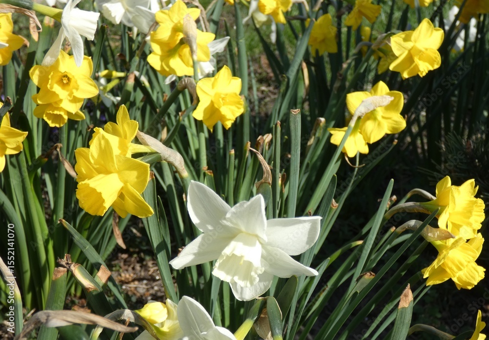 Obraz premium Spring splendor, flowering, colors, soft and woody