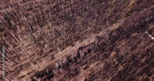Aerial View of Bare Autumn Trees in a Large Forest. Dry Wood Landscape from Drone.