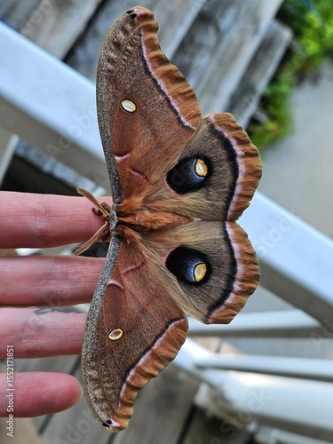 Polyphemus moth on hand