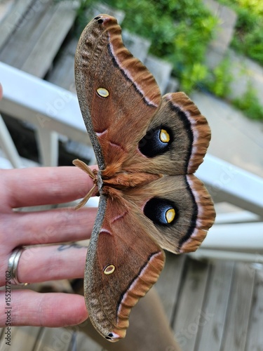 Polyphemus moth on hand