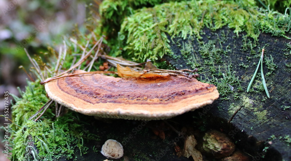 Fototapeta premium Wild Forest Mushrooms Autumn Mushrooms on the Forest Floor 