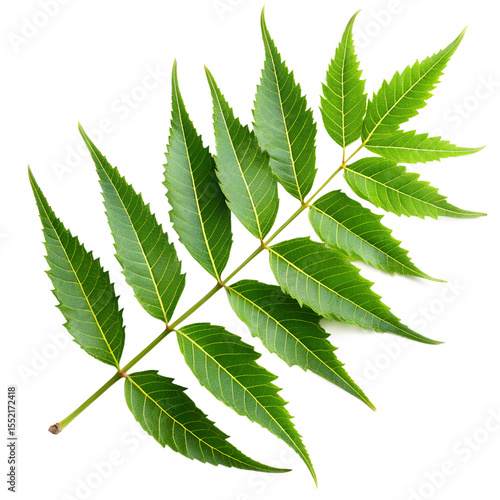 Neem leaf branch isolated on transparent background