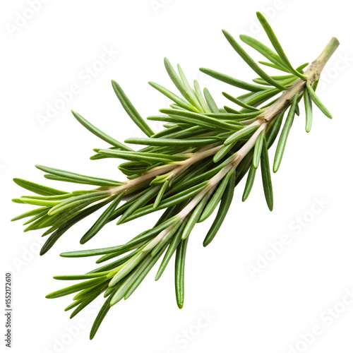 Rosemary twig isolated on transparent background