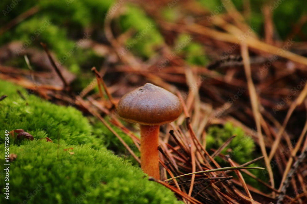 Wild Forest Mushrooms
Autumn Mushrooms on the Forest Floor Wild Forest Mushrooms
Autumn Mushrooms on the Forest Floor