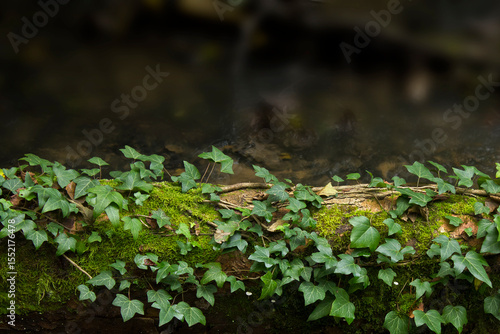 Valokuvatapetti ivy on a fallen mossy log close-up