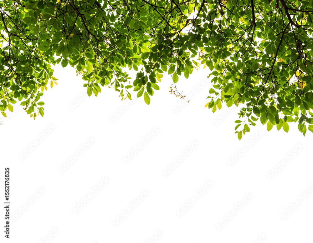 Obraz premium Firefly_PNG Tree branches with green leaf on left border tree backgrounds outdoors