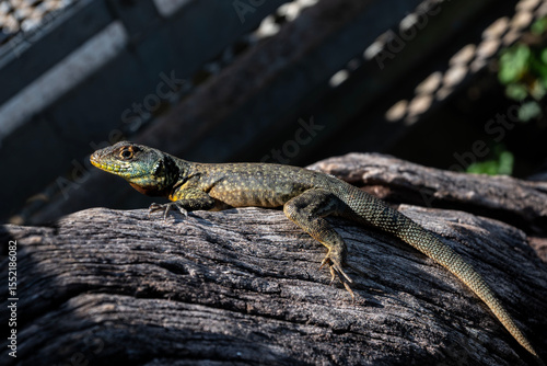 Принти на полотні Lagarto trepador oriental, (Tropidurus torquatus), Camaleón de cola espinosa, Teyú Taragüí, Amazon lava Lizard