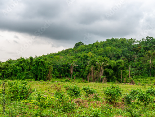 Dense jungle in the Ivory Coast on a cloudy morning - Landscape shot