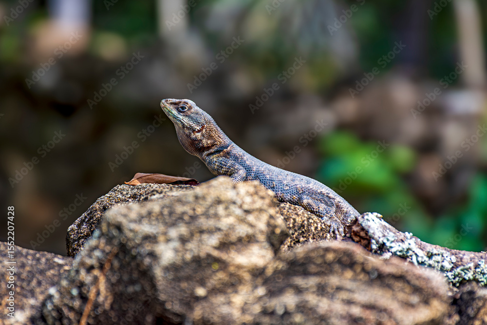 Naklejka premium Small lizard common in Brazil sunbathing on rocks