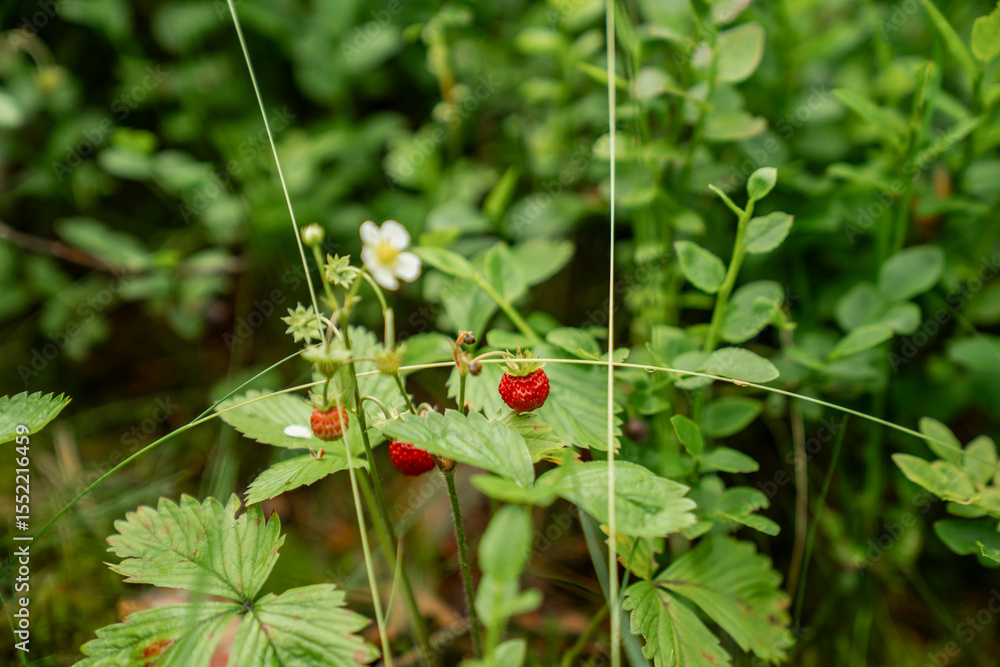 Obraz premium wild strawberries growing in green forest undergrowth with blooming white flowers, fresh summer berries on natural background, organic fruit plant in woodland environment close up macro photography