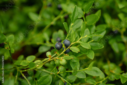 wild blueberries on green bush in forest close up ripe bilberry fruits natural organic food growing in woodland summer healthy edible berries seasonal nature macro photography with vibrant foliage