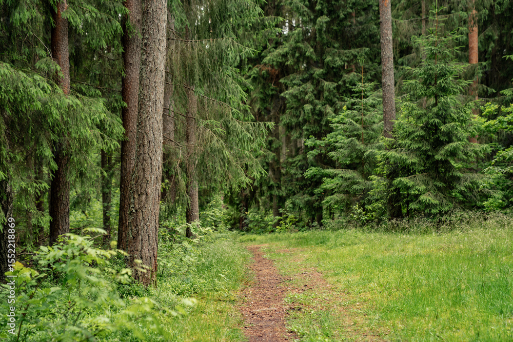 Fototapeta premium lush forest path with tall green pine trees and grass nature trail peaceful summer woodland landscape outdoor travel background hiking route serene natural environment eco tourism forest scene