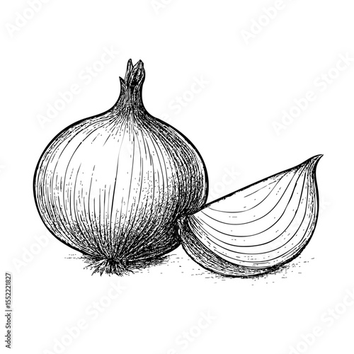 Onion vector illustration in sketch style. Black and white image of whole vegetable and slice on isolated background line art. Retro engraving for recipes and menu.